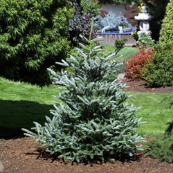      Abies koreana Silberlocke 